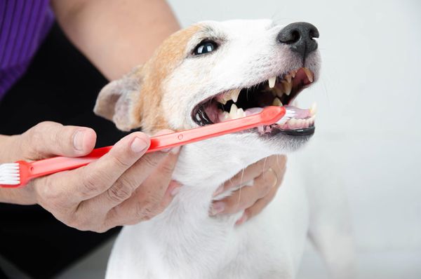 Чистенето на кучешките зъби – толкова важно, колкото и чистенето на вашите